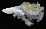 Crystalized Fossil Whelk - Inches #5790-1